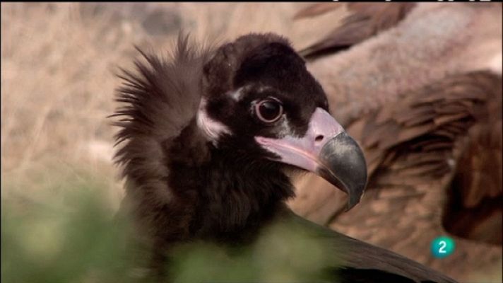 Biodiario - Biodiario - 25/01/11