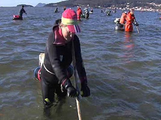 España Directo - La recogida del berberecho