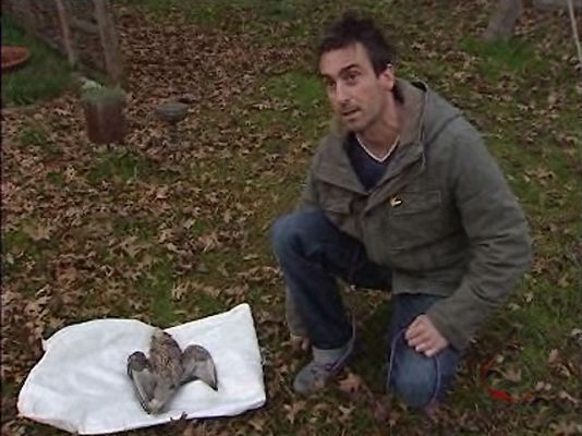 Ciencia y tecnología en Rtve.es - Matan a un halcón por venganza