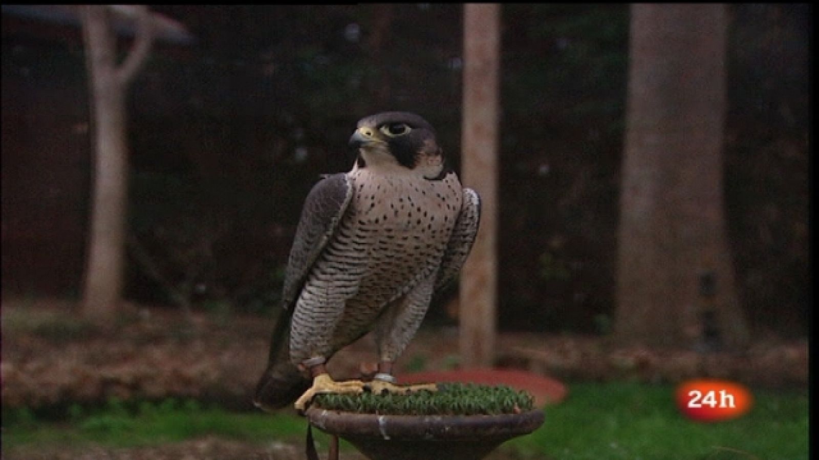 España en 24 horas - 26/01/11 - España en 24h | Ver