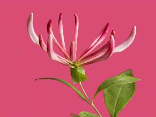 La 2 Noticias - Este año es del color rosa madreselva