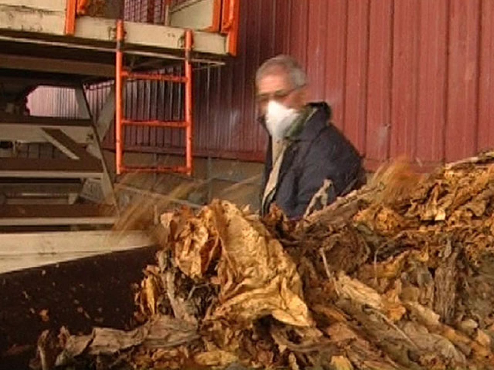 Comando Actualidad - Productores de tabaco - Comando Actualidad | Ver