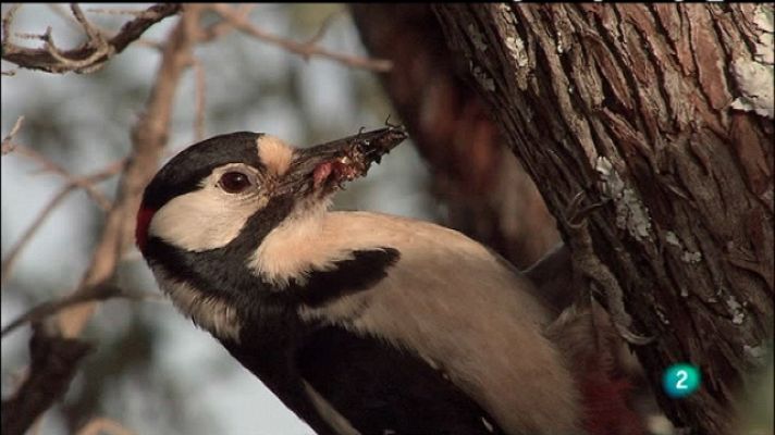 Biodiario - Biodiario - 27/01/11