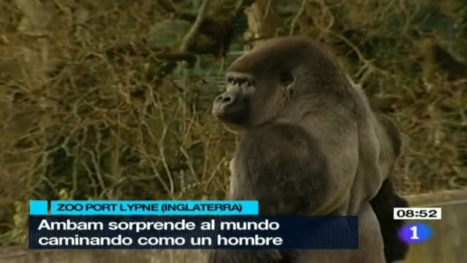 Telediario - 8.30 horas - 28/01/11 | Ver